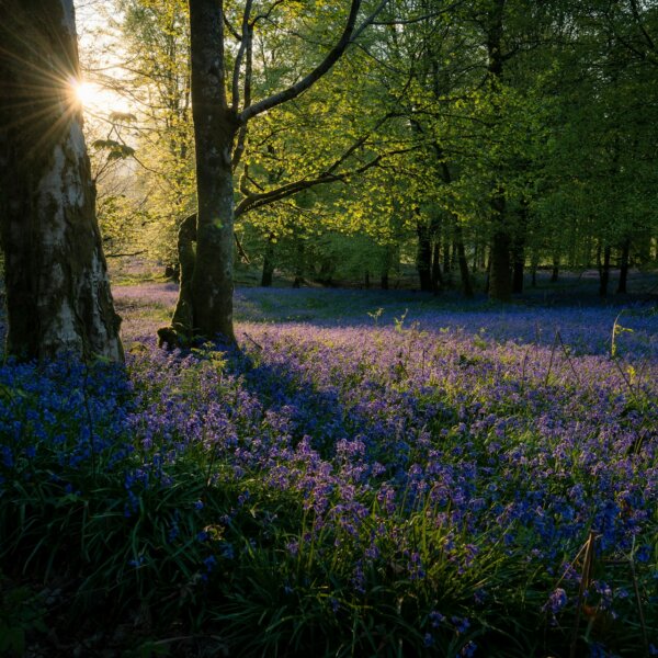 spring-boot-introduction